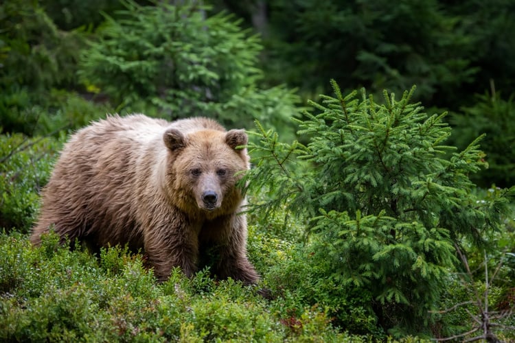 Bear market