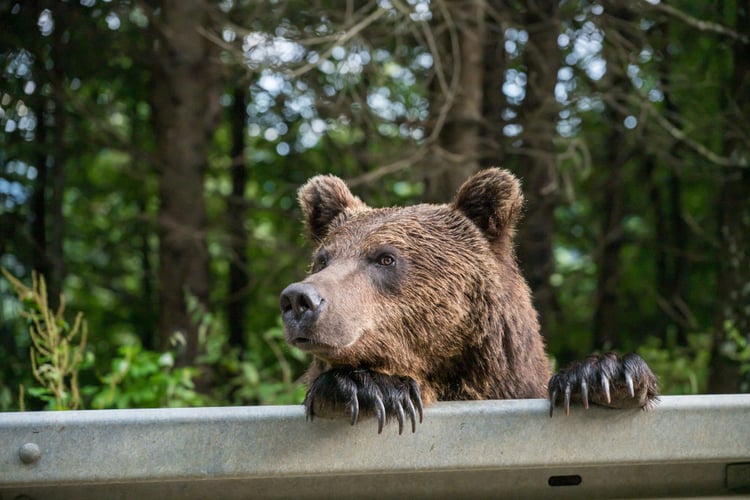 bear market fence