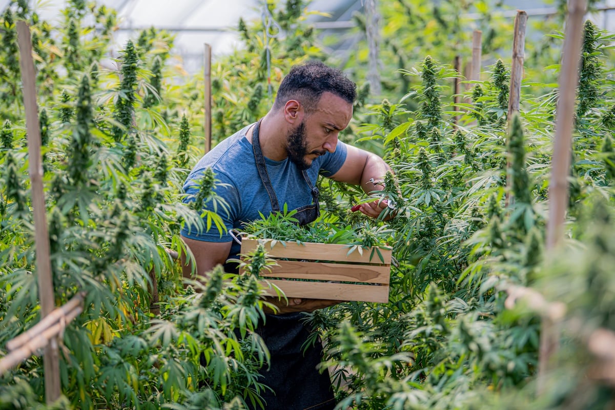 Cannabis stocks
