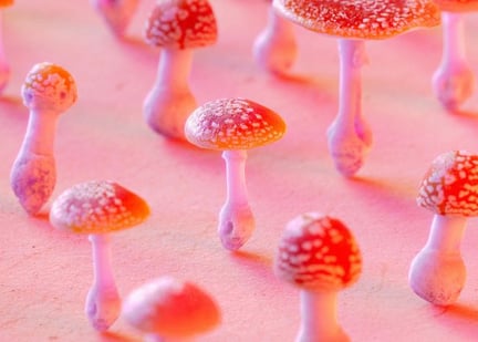 Fly Agaric