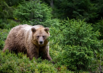Bear market