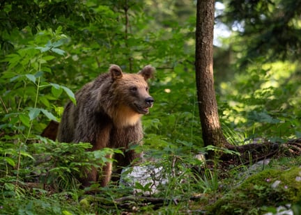 Bear Market forest