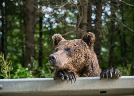 bear market fence