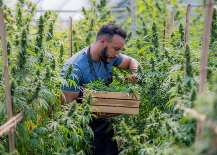 Cannabis stocks