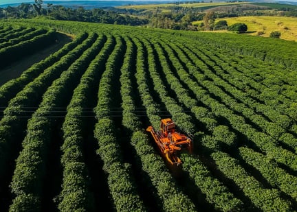 Coffee Harvest